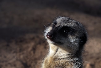 A close-up graphite drawing of a curious meerkat peering out from tall grass.