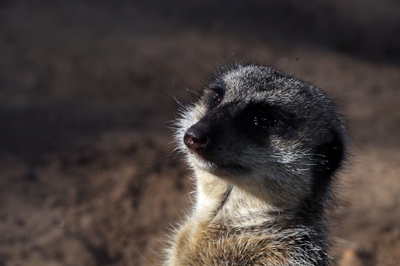 A close-up graphite drawing of a curious meerkat peering out from tall grass.