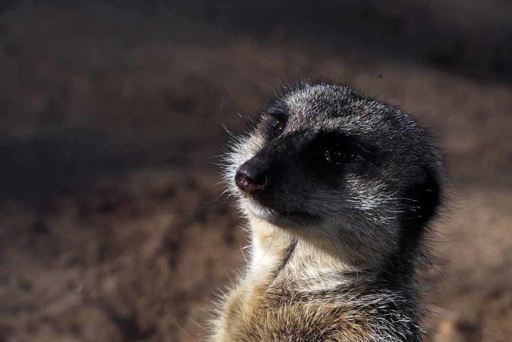 brown and white animal on brown soil