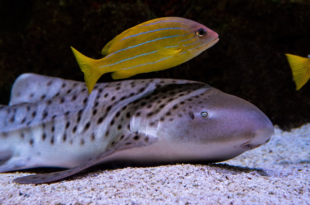 pesce giallo e grigio su sabbia marrone