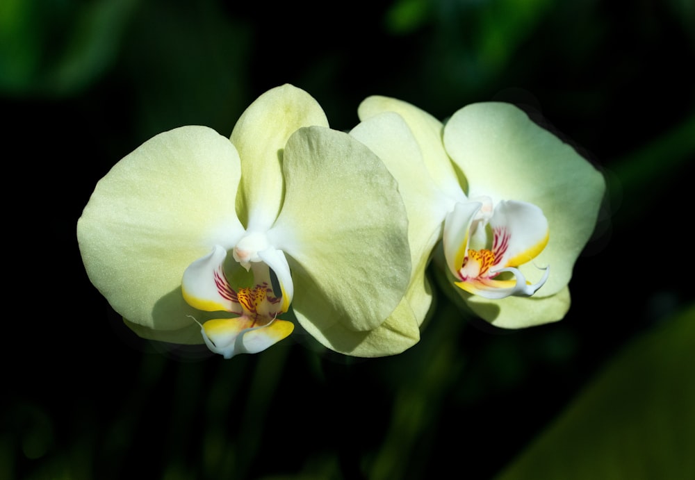 Orquídea polilla amarilla en flor durante el día