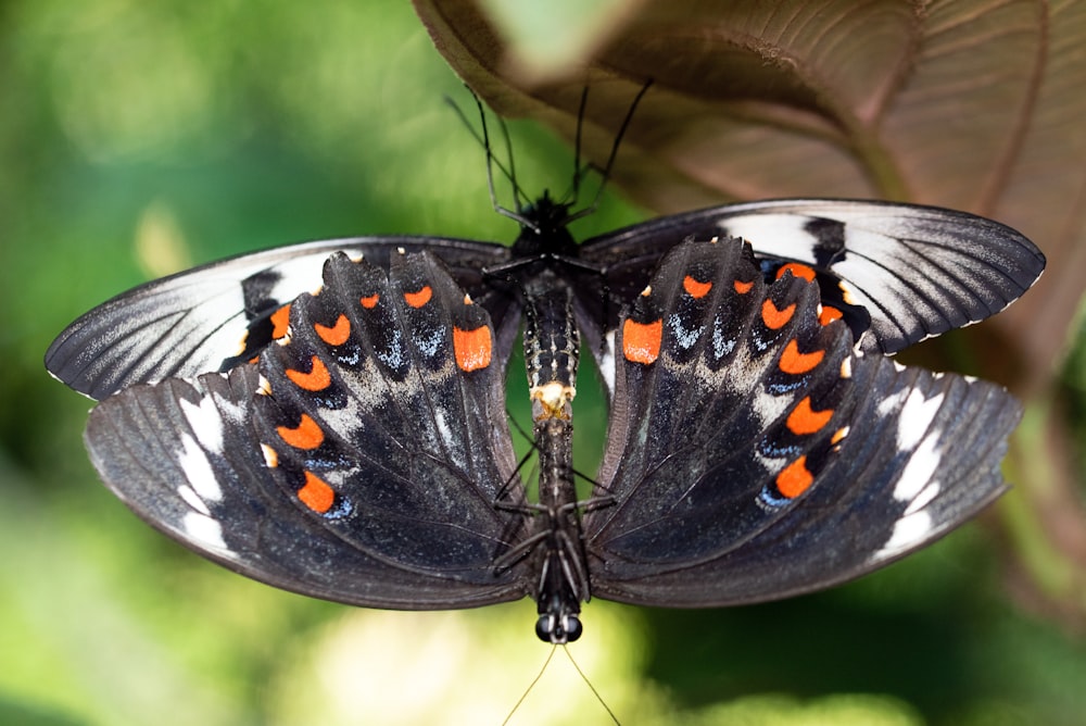 a close up of a butterfly on a leaf