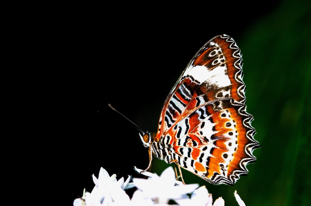 brown and white butterfly on white flower