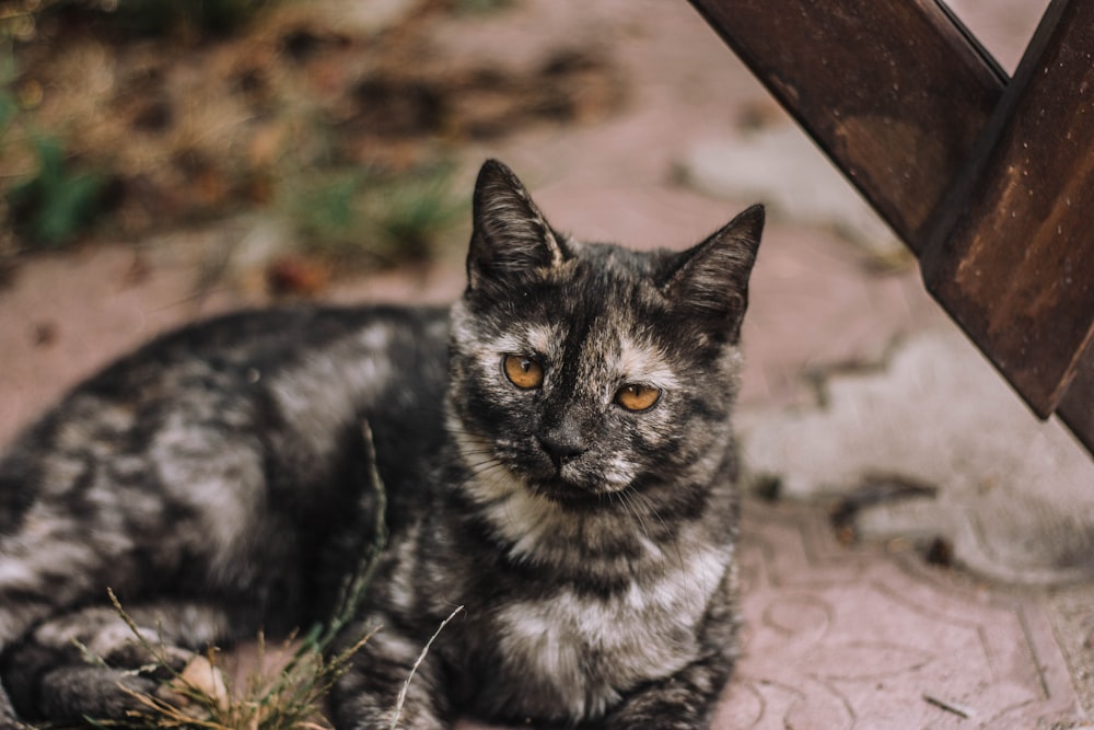 black and brown cat on brown wooden fence