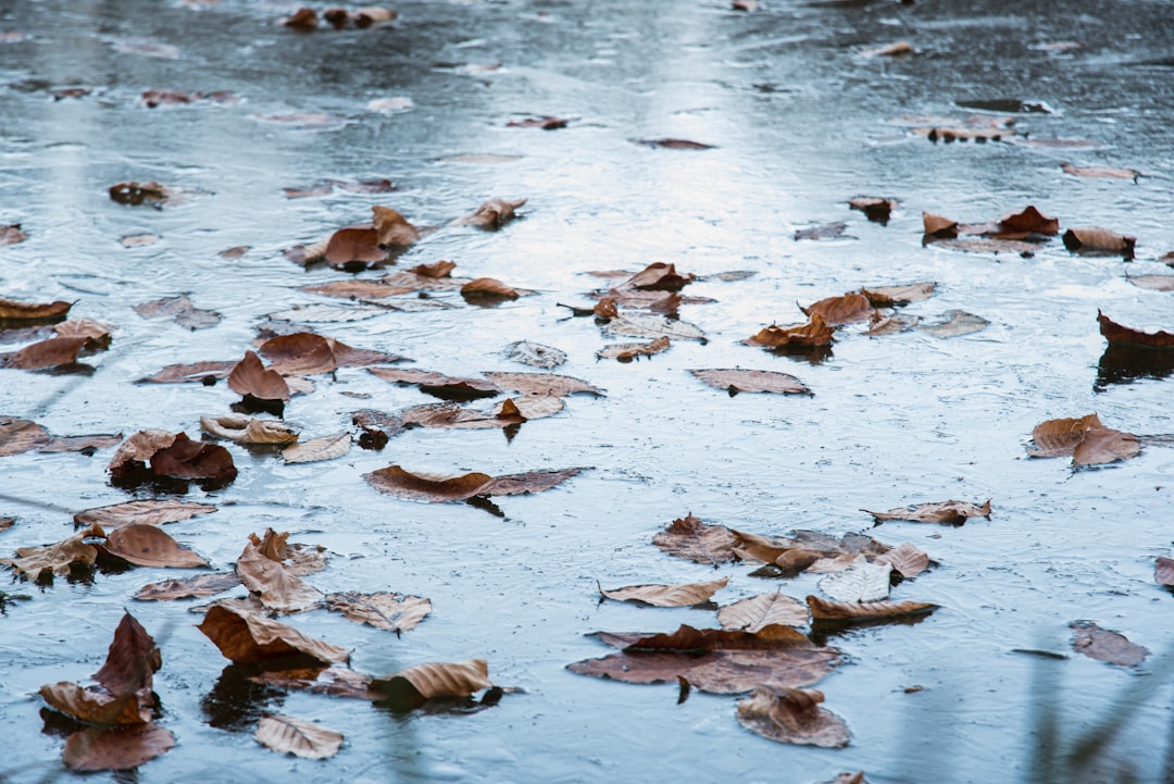 brown and white leaves on water