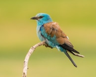 blue and brown bird on brown tree branch