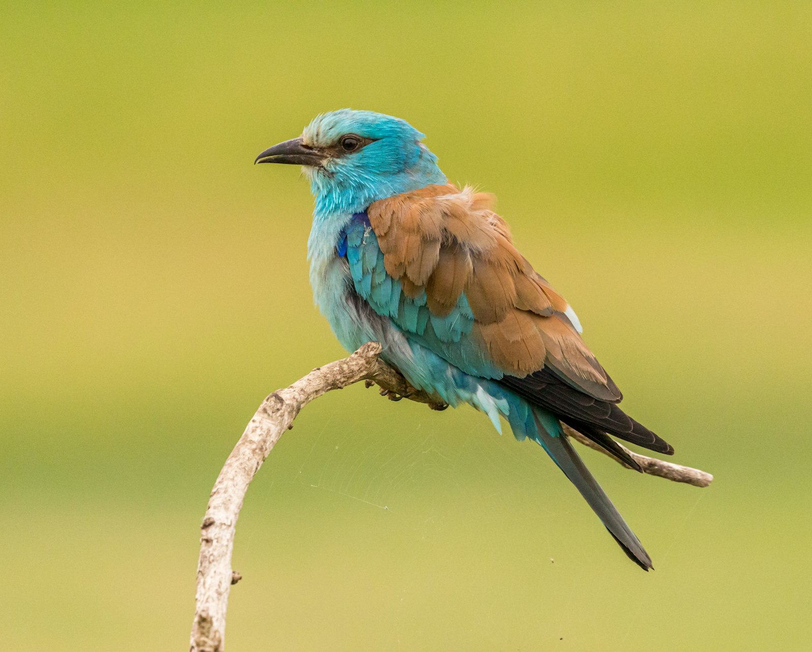 Canon EOS 7D Mark II + Canon EF 100-400mm F4.5-5.6L IS II USM sample photo. Blue and brown bird photography