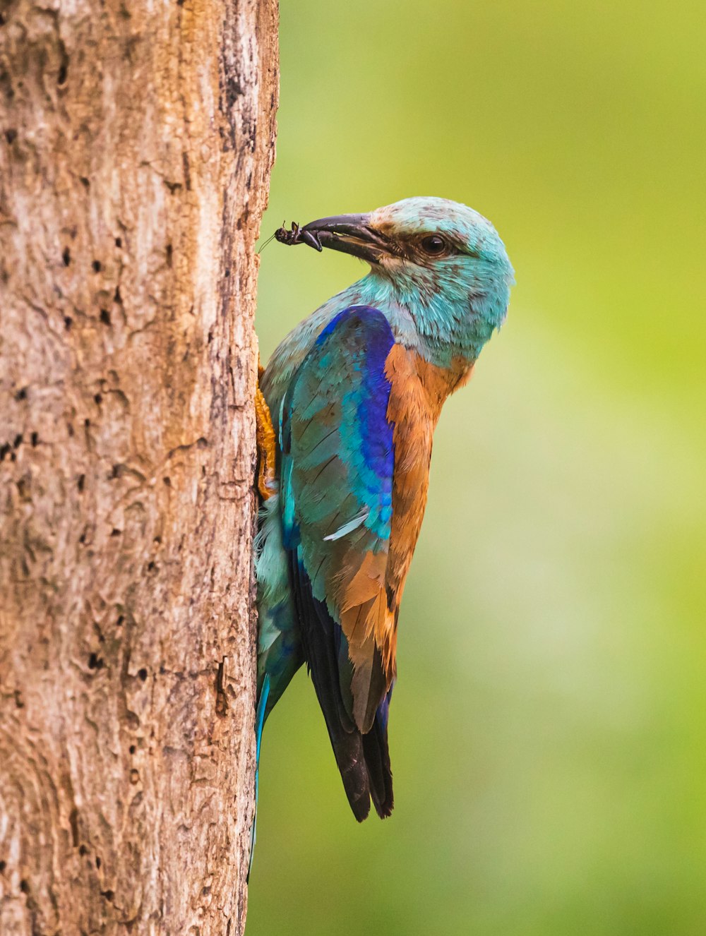 blue and green bird on brown tree branch during daytime