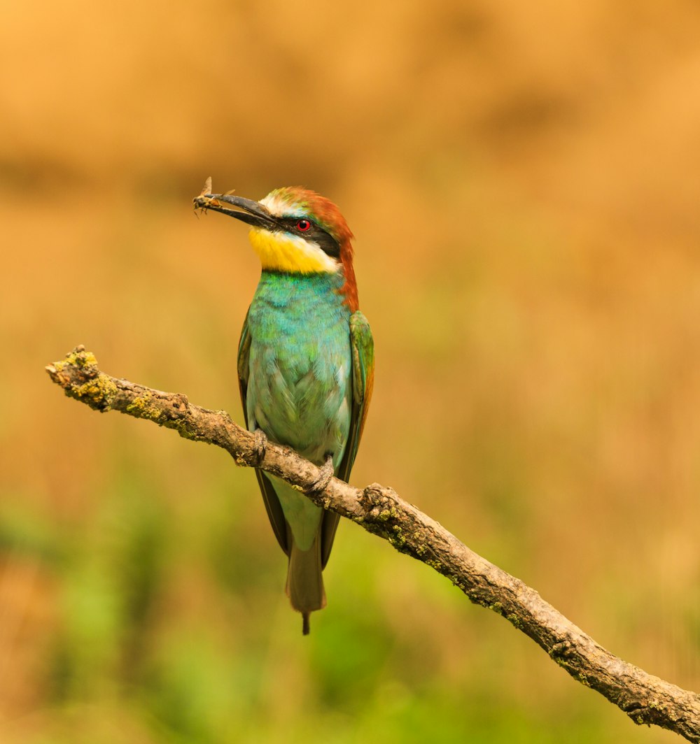 green and brown bird on brown tree branch