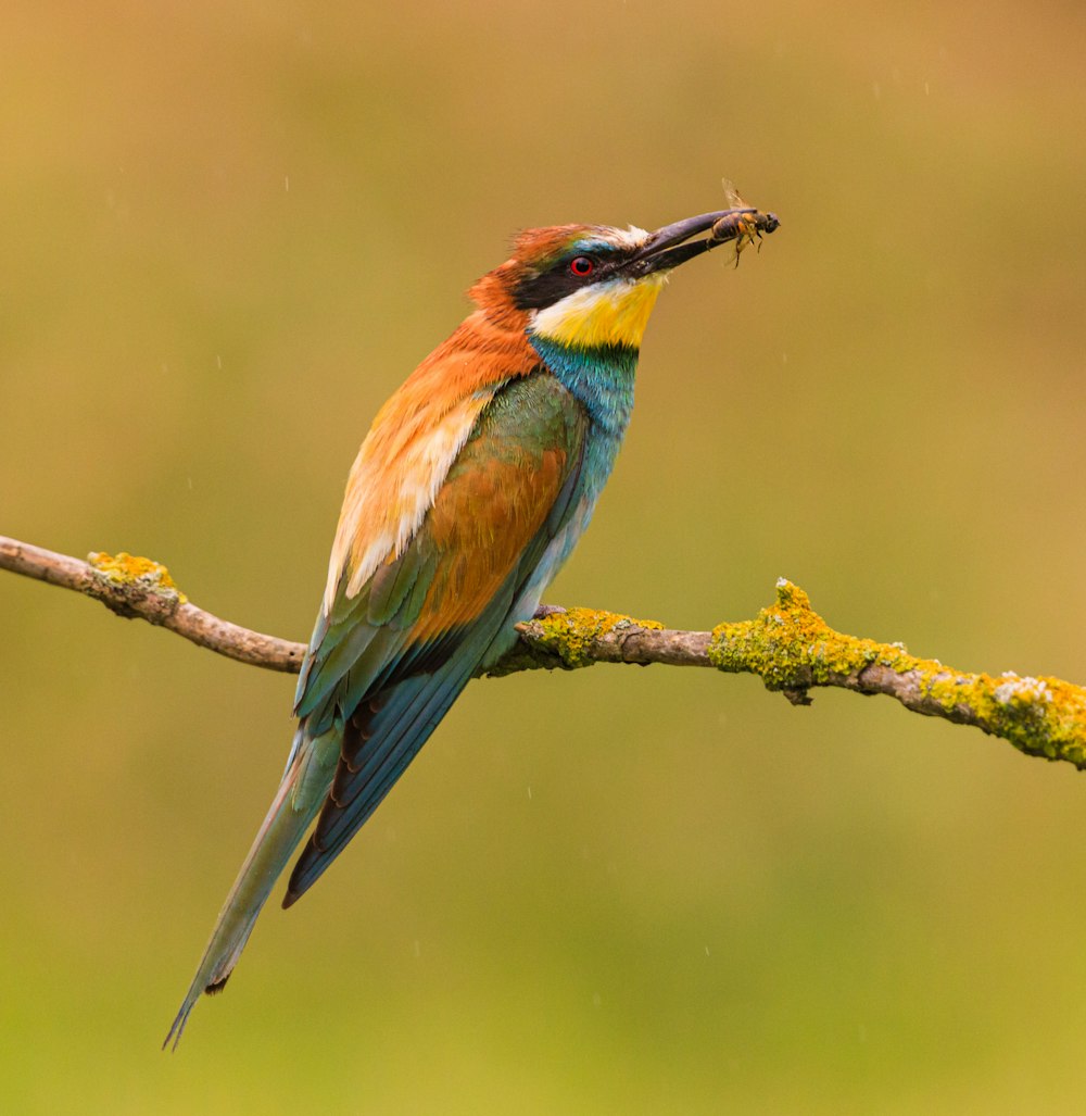 green and brown bird on brown tree branch