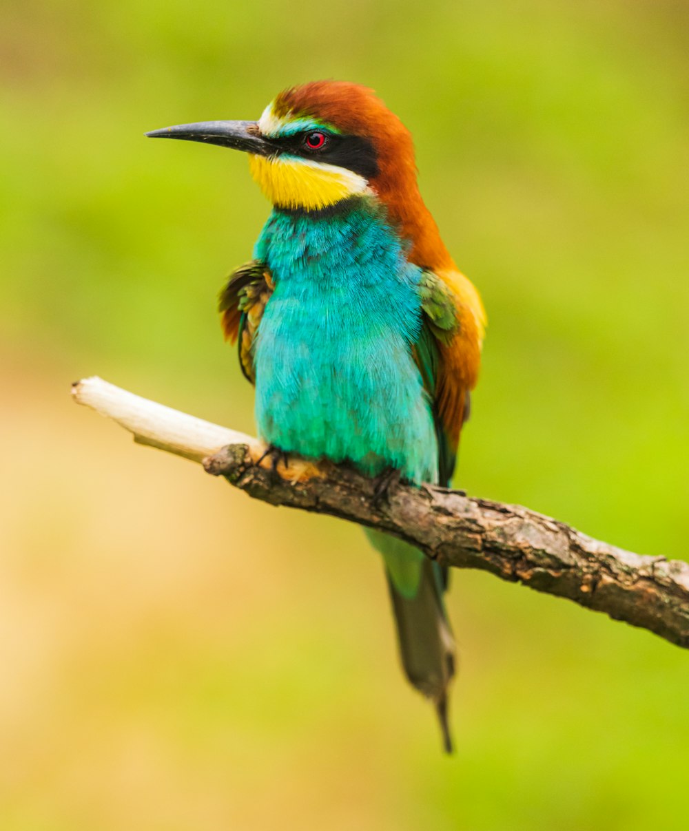 green and brown bird on brown tree branch