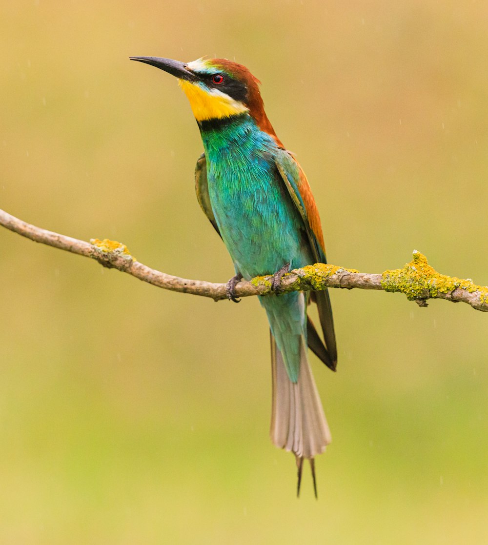 green and brown bird on brown tree branch during daytime