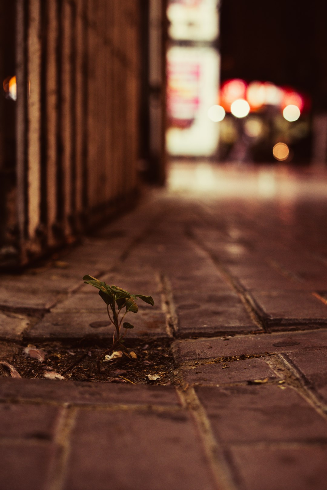 green plant on brown brick floor