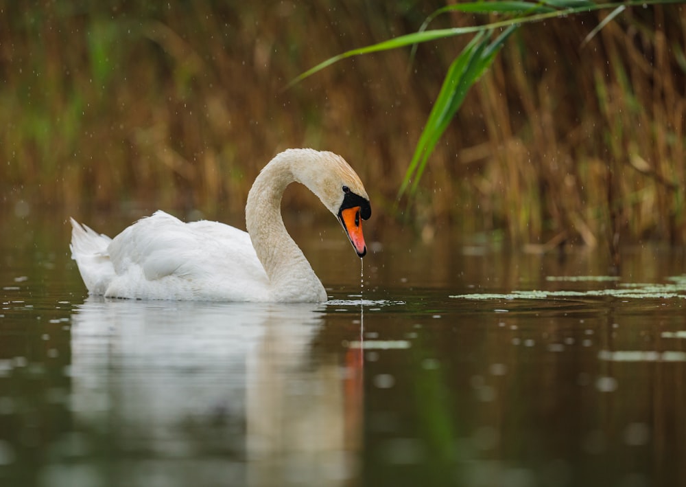 white swan on water during daytime