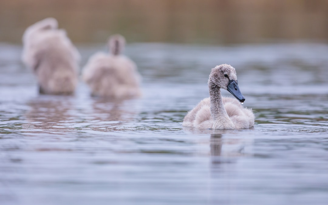 white swan on water during daytime