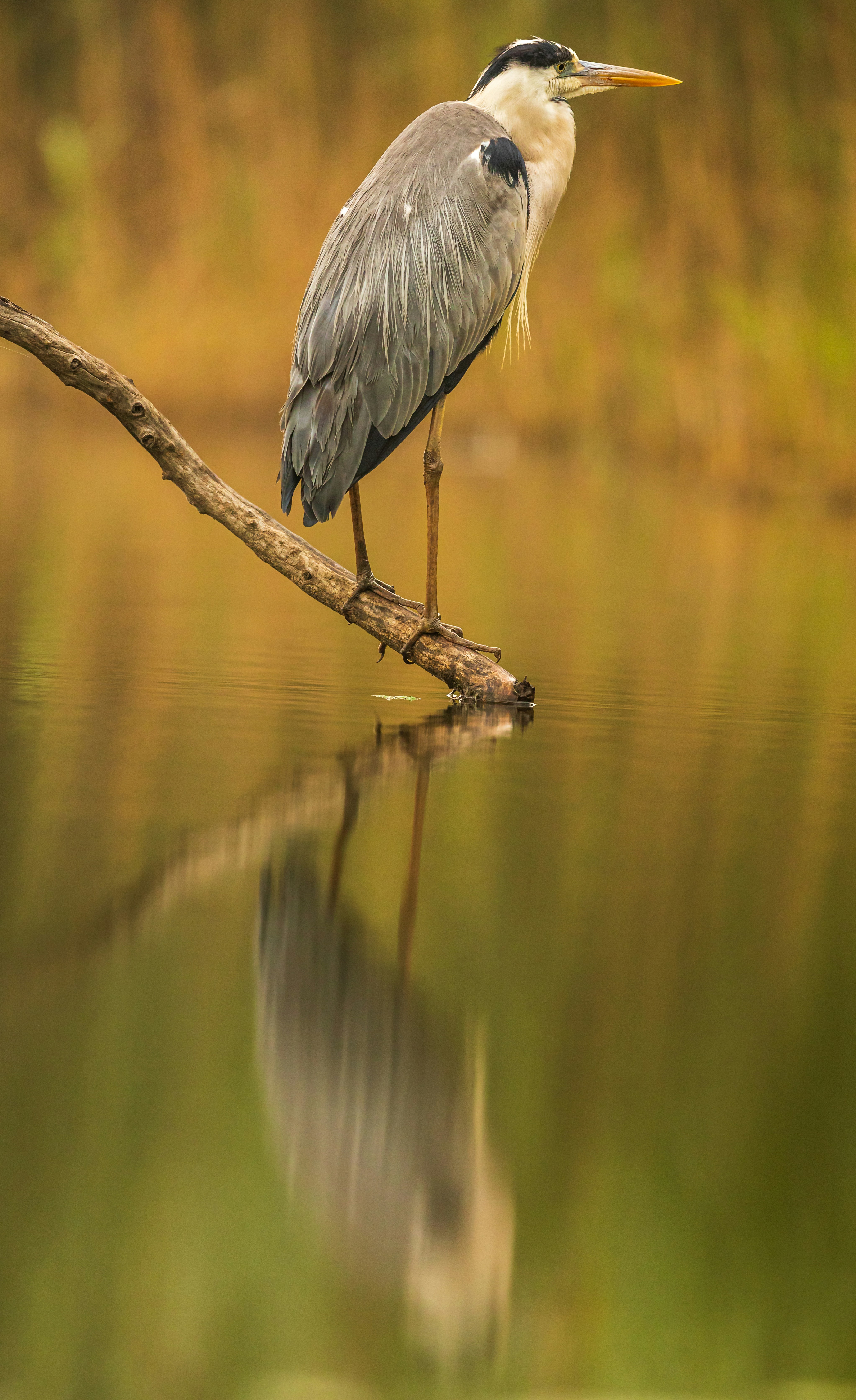 Photo by zmachacek