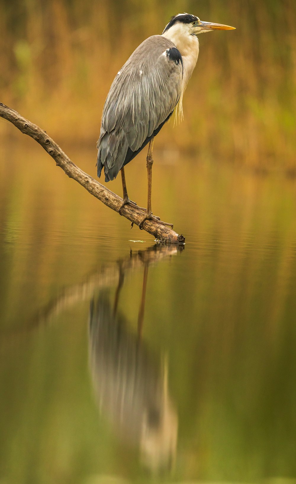 grey bird on brown tree branch