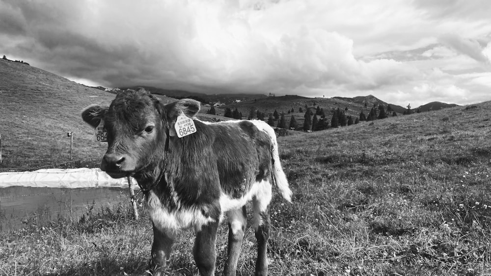 grayscale photo of cow on grass field