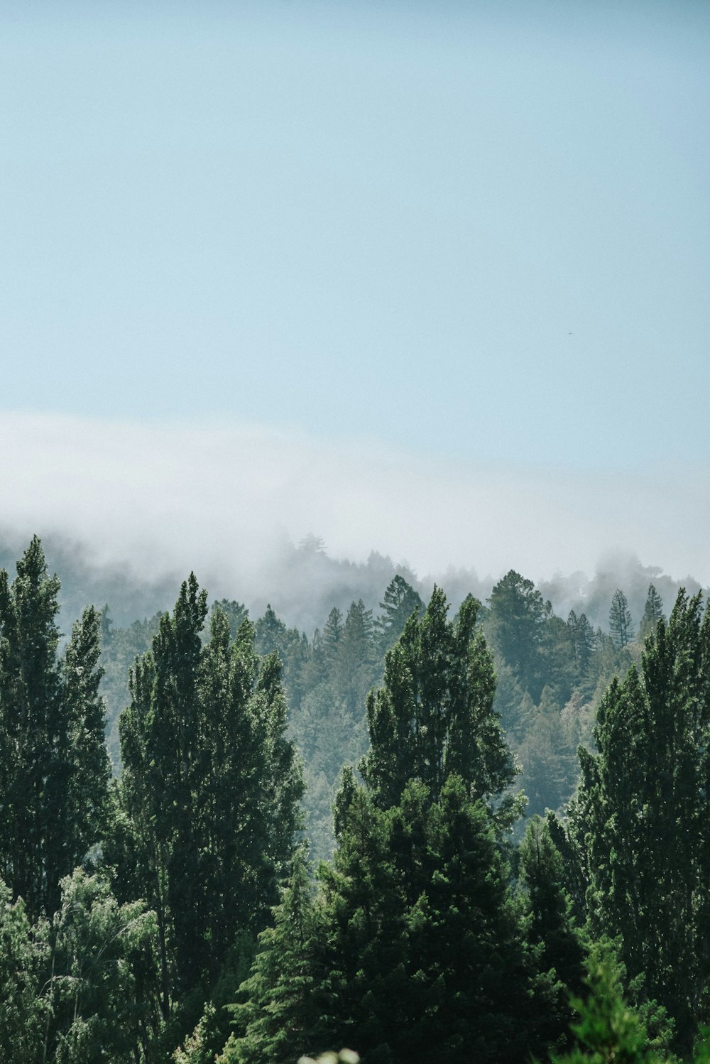 green pine trees on mountain