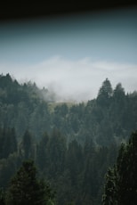 green trees on mountain under blue sky during daytime