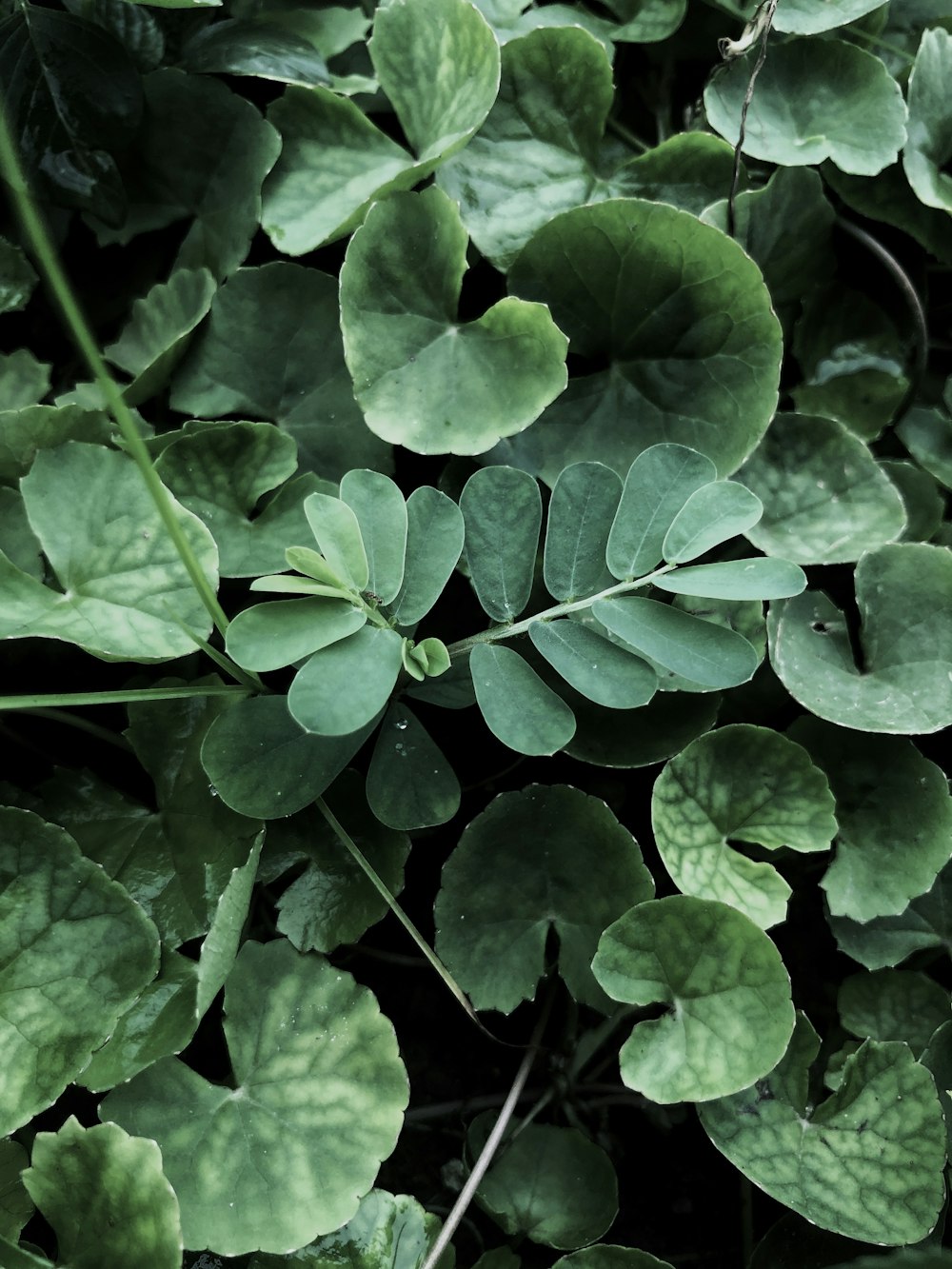 green leaves with water droplets