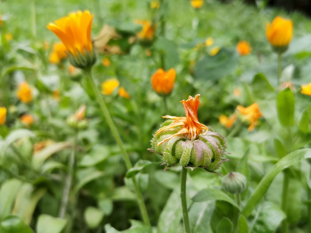 orange flower in tilt shift lens