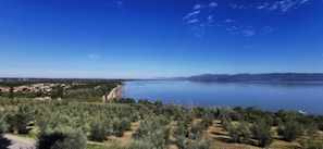 A serene landscape of the Moroccan countryside with olive trees.