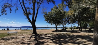 A tranquil lakeside scene with people enjoying leisure activities. Tall trees frame the view, casting intricate shadows on the ground. In the background, a calm lake stretches into the distance with faint hills visible under a vibrant blue sky.