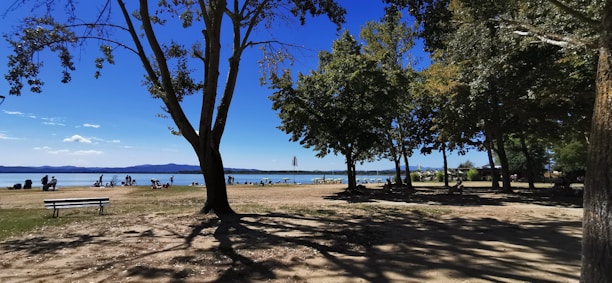 A tranquil lakeside scene with people enjoying leisure activities. Tall trees frame the view, casting intricate shadows on the ground. In the background, a calm lake stretches into the distance with faint hills visible under a vibrant blue sky.