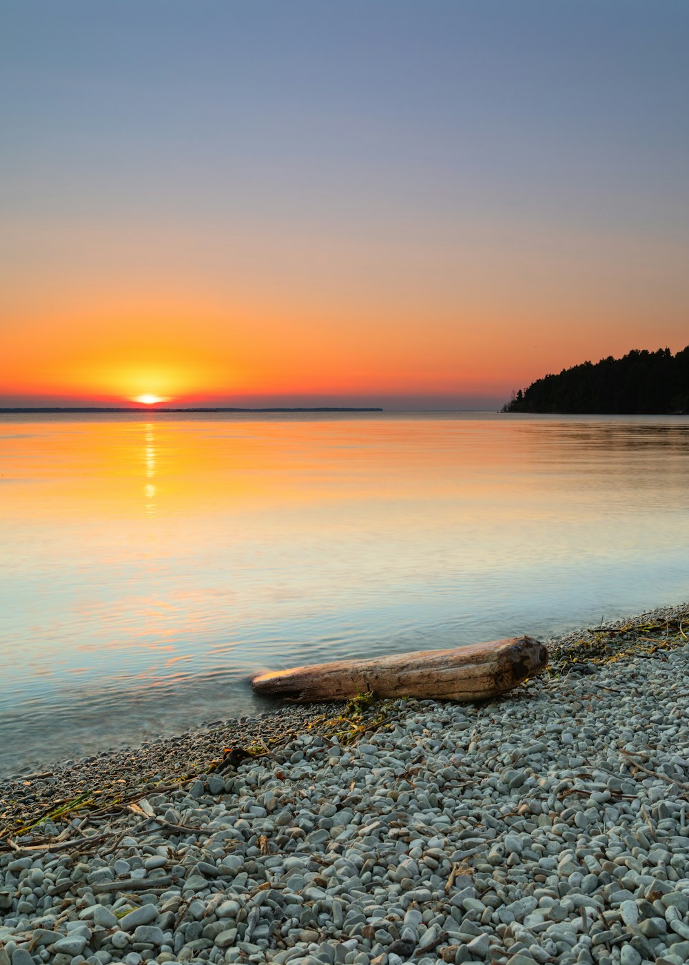 brown tree trunk on seashore during sunset