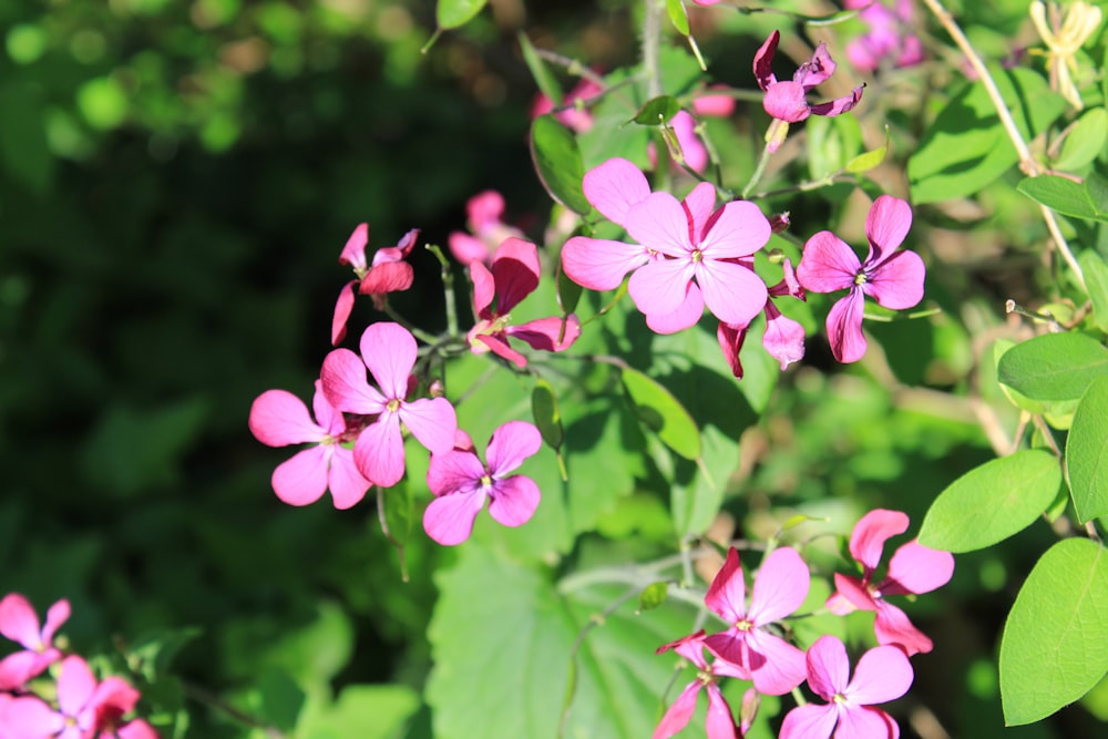 pink flowers with green leaves