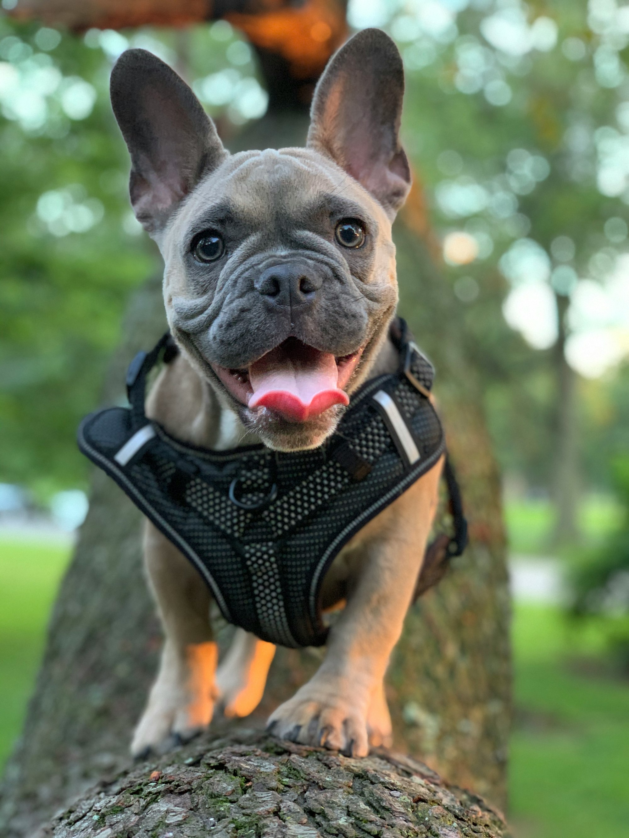 Happy french bulldog on his first walk