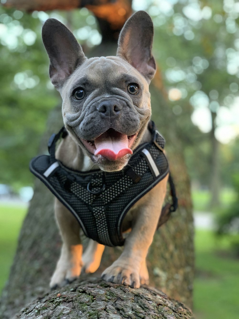 brown and white short coated dog wearing black and white scarf