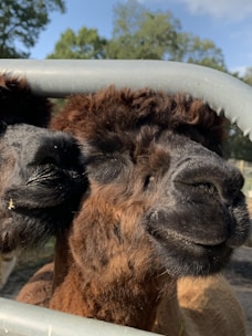 Two alpacas with fluffy fur stand close together behind a metal rail. The sun highlights their thick, curly coats and they appear to be enjoying each other's company, possibly sharing a tender moment. In the background, there are green trees under a blue sky, suggesting a pleasant outdoor setting.