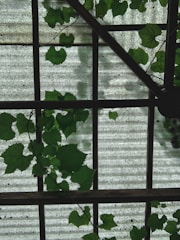 A view of a corrugated, translucent roof seen from below, with green vine leaves climbing and covering parts of it. The grid-like structure of the roof creates geometric patterns, contrasting with the organic shapes of the leaves.