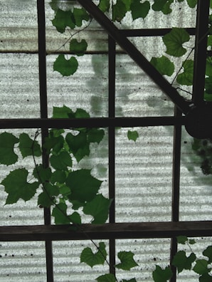 A view of a corrugated, translucent roof seen from below, with green vine leaves climbing and covering parts of it. The grid-like structure of the roof creates geometric patterns, contrasting with the organic shapes of the leaves.