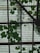 A view of a corrugated, translucent roof seen from below, with green vine leaves climbing and covering parts of it. The grid-like structure of the roof creates geometric patterns, contrasting with the organic shapes of the leaves.