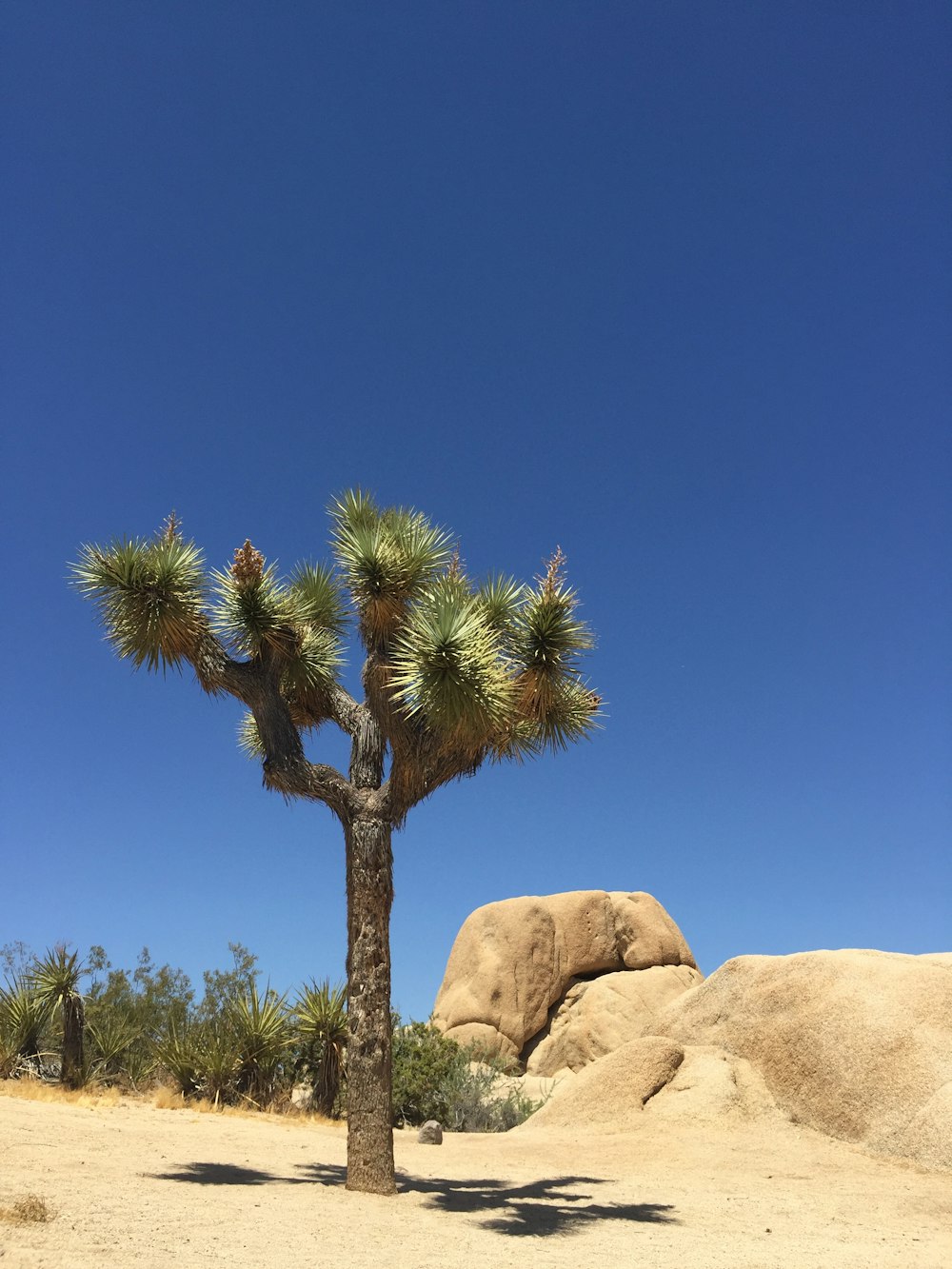 green palm tree near brown rock formation under blue sky during daytime