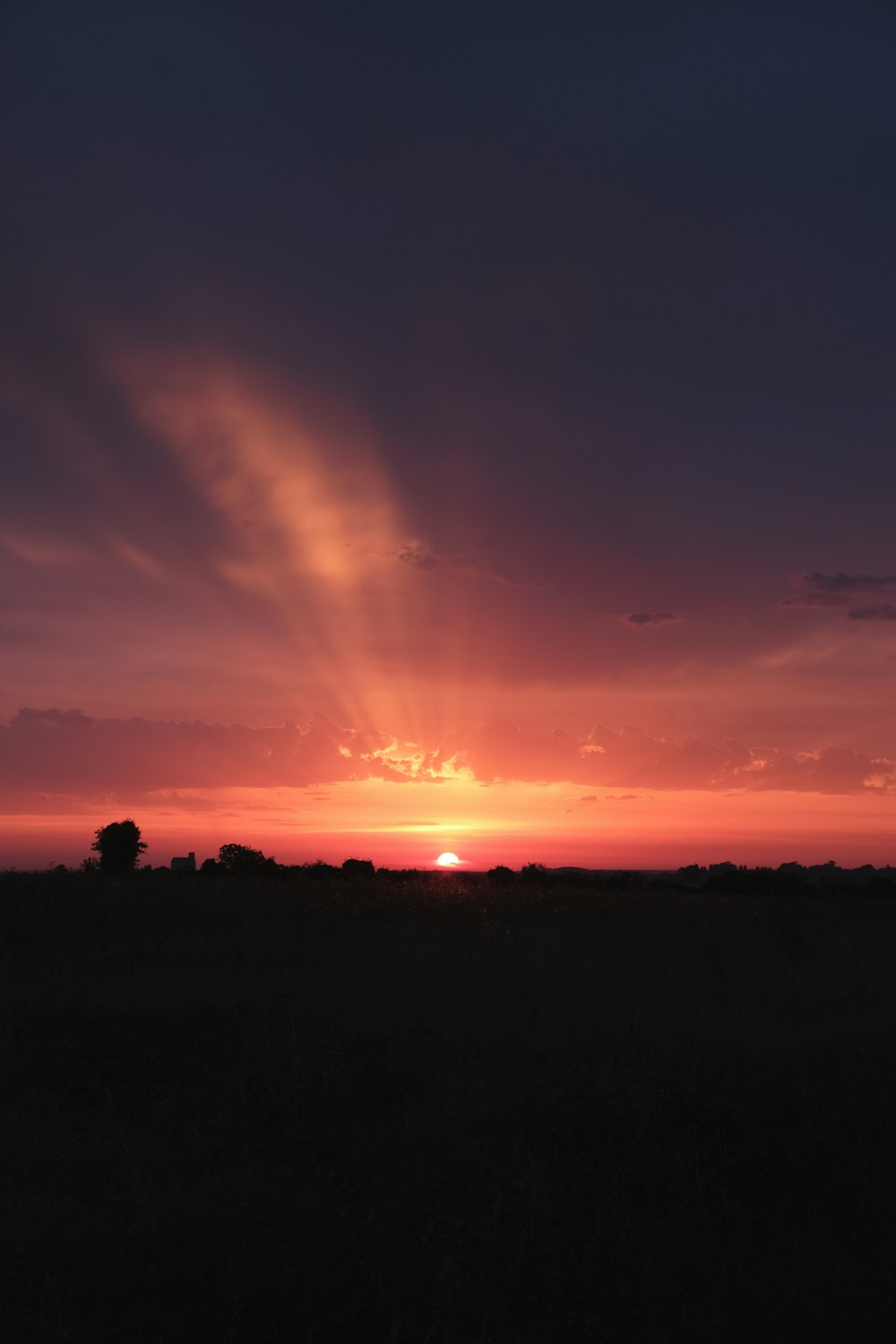 silhouette of trees during sunset