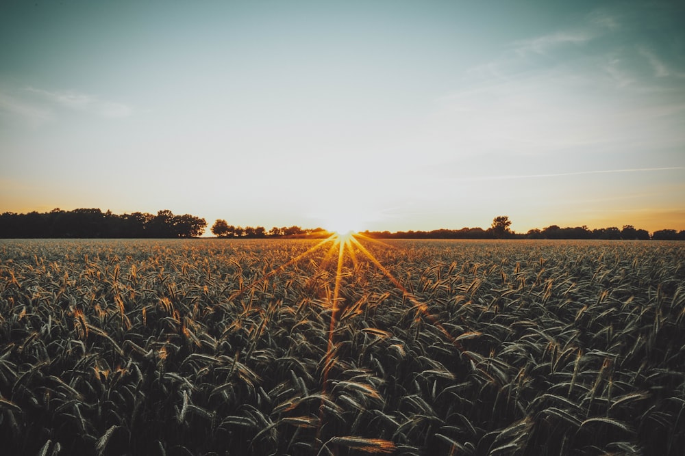 brown wheat field during sunset