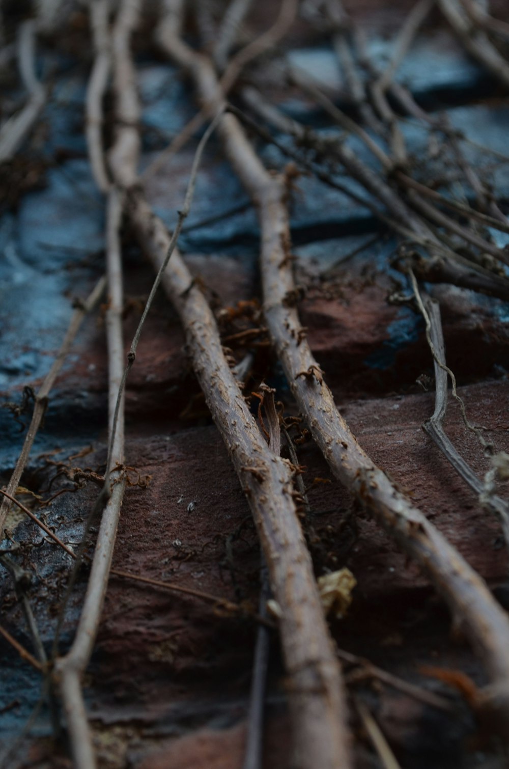 brown tree branch on water