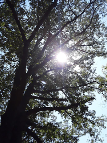 Sunlight filtering through the leaves of a tall, well-maintained tree in a Chandler neighborhood.