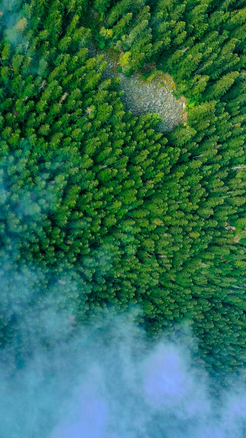 green trees on hill during daytime