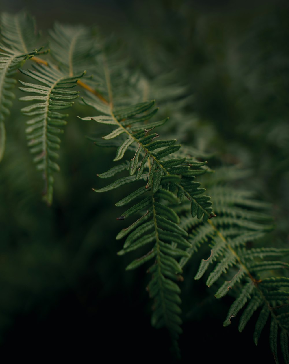 green leaf in close up photography