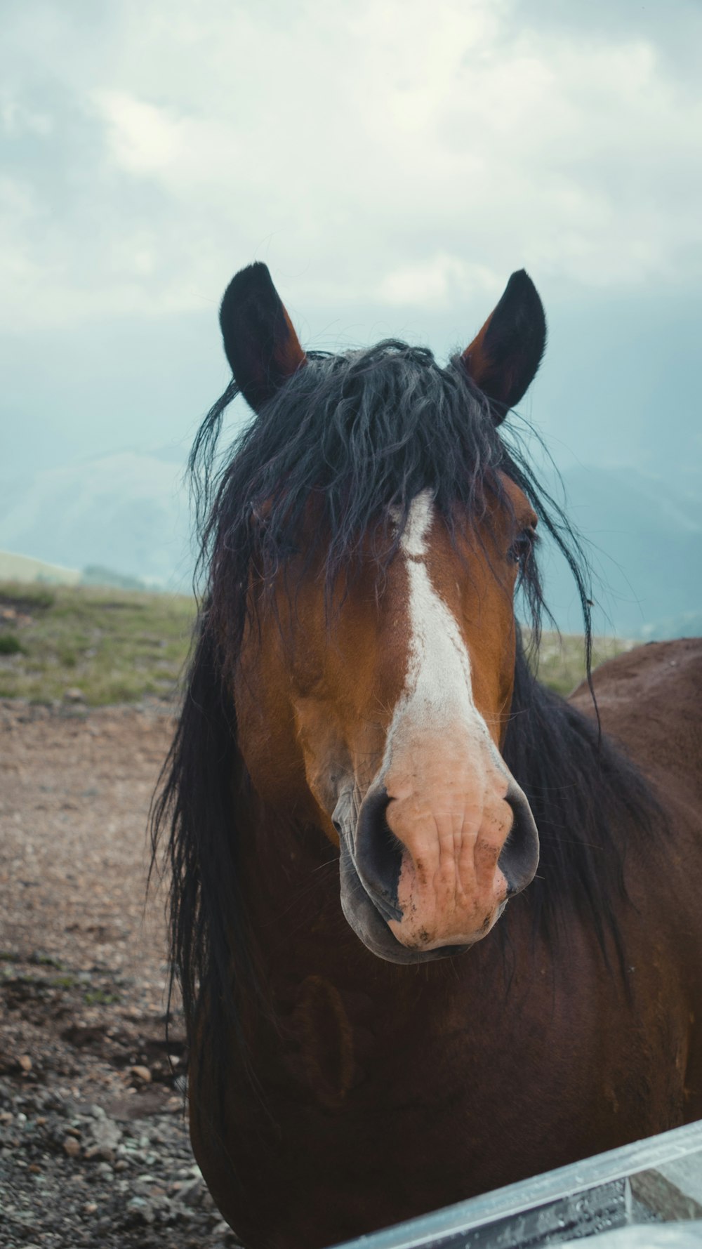 brown and white horse on brown field during daytime