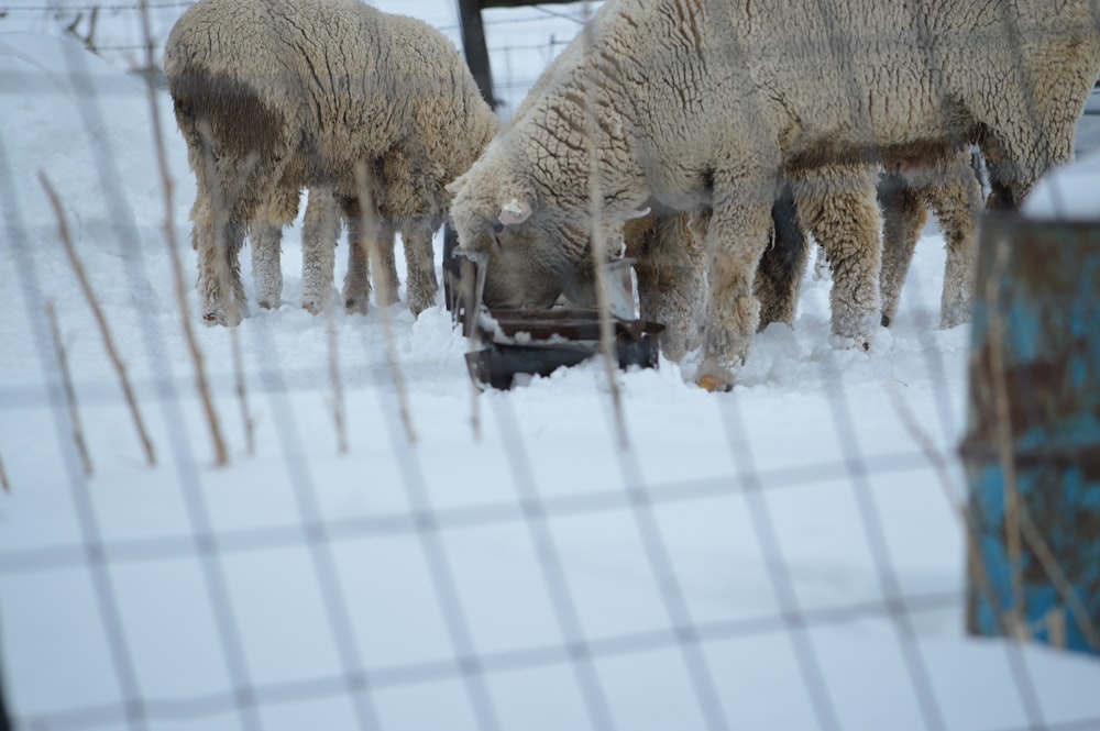 three sheep on snow covered ground during daytime