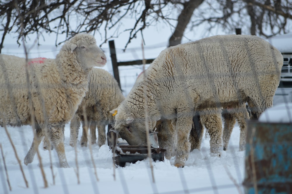 white sheep on snow covered ground during daytime