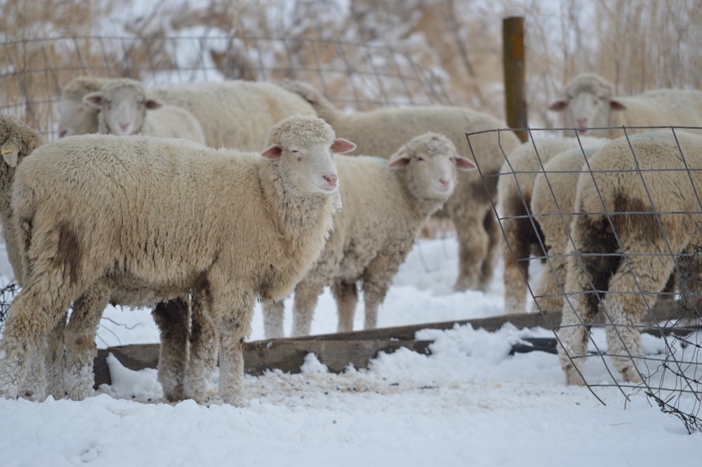 group of sheep on snow covered ground during daytime