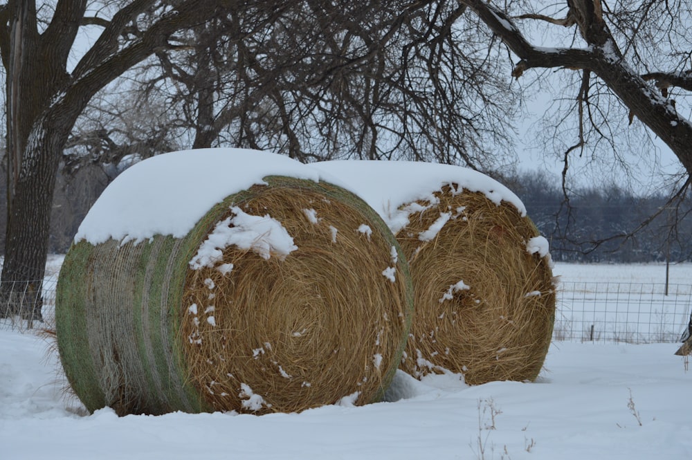 brown tree branches on snow covered ground