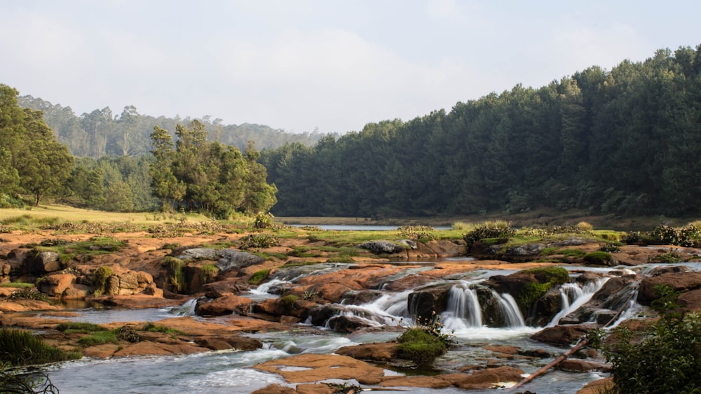 green trees beside river during daytime